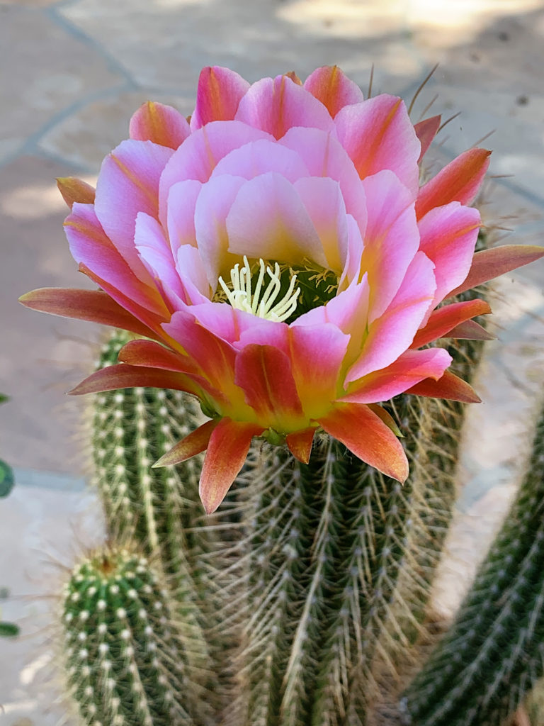 Trichocereus "First Light"